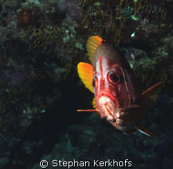 Longjawed squirrelfish (Sargocentron spiniferum) taken at... by Stephan Kerkhofs 